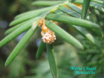 Taxus-baccata-tasso-Yew-Pollenflora-Foto-Piante-Foto-Maria-Chiara-Montecchi-Foto6-150px