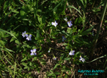 Viola-elatior-viola-magiore-Tall-Violet-Pollenflora-Foto-Piante-Foto-Fabrizio Buldrini-Foto1-150px