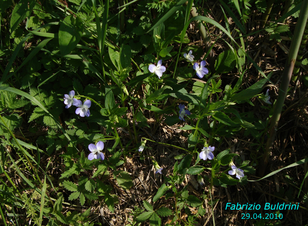 Viola-elatior-viola-magiore-Tall-Violet-Pollenflora-Foto-Piante-Foto-Fabrizio Buldrini-Foto1-600px