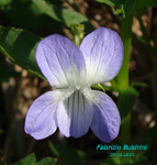 Viola-elatior-viola-magiore-Tall-Violet-Pollenflora-Foto-Piante-Foto-Fabrizio Buldrini-Foto2-150px