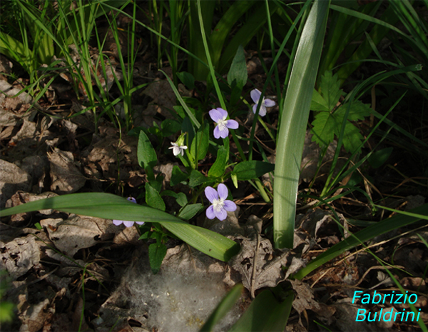 Viola-pumila-viola-minore-Pollenflora-Foto-Piante-Foto-Fabrizio Buldrini-Foto1-600px