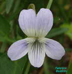 Viola-pumila-viola-minore-Pollenflora-Foto-Piante-Foto-Fabrizio Buldrini-Foto2-150px