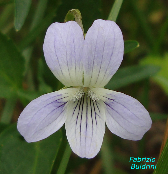 Viola-pumila-viola-minore-Pollenflora-Foto-Piante-Foto-Fabrizio Buldrini-Foto2-600px