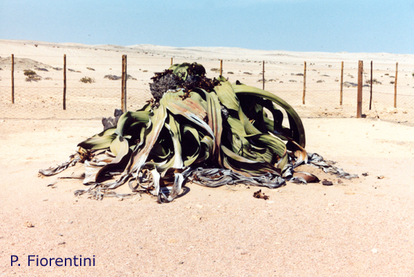 Welwitschia-mirabilis-welwitschia-Pollenflora-Foto-Piante-Foto-Piero-Fiorentini-Foto1-600px