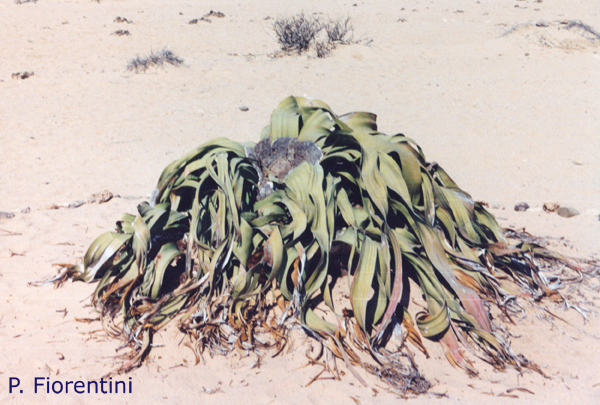 Welwitschia-mirabilis-welwitschia-Pollenflora-Foto-Piante-Foto-Piero-Fiorentini-Foto2-600px