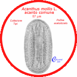 Acanthus-mollis-acanto-comune-Bear's-Breech-Polline-Pollen-Tipi-di-Riferimento-Acetolizzati-Pollenflora-MORFOpalinologia-Foto-Carla-Alberta-Accorsi-Foto1-150px