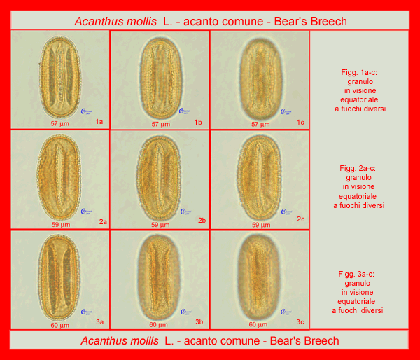 Polline di Acacnthus mollis L.-acanto comune-Bear's Breech, Tipi di riferimento acetolizzati, Pollenflora, MORFOpalinologia, Foto di Carla Alberta Accorsi-Pagina-Foto-600px