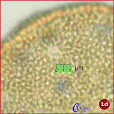 Buxus-sempervirens-bosso-Box-Polline-Pollen-Altre-Foto-1d-Tipi-di-Riferimento-Acetolizzati-Pollenflora-MORFOpalinologia-Foto-Carla-Alberta-Accorsi-231px