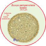 Buxus-sempervirens-bosso-Box-Polline-Pollen-Tipi-di-Riferimento-Acetolizzati-Pollenflora-MORFOpalinologia-Foto-Carla-Alberta-Accorsi-150px