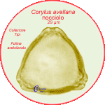 Corylus-avellana-nocciolo-Hazel-Polline-Pollen-Tipi-di-Riferimento-Acetolizzati-Pollenflora-MORFOpalinologia-Foto-Carla-Alberta-Accorsi-150px