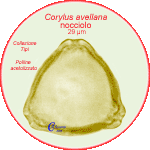 Pollenflora-Corylus-avellana-nocciolo-Hazel-polline-campione-reference-pollen-type-acetolizzato-acetolyzed-Foto-Carla-Alberta-Accorsi-150px