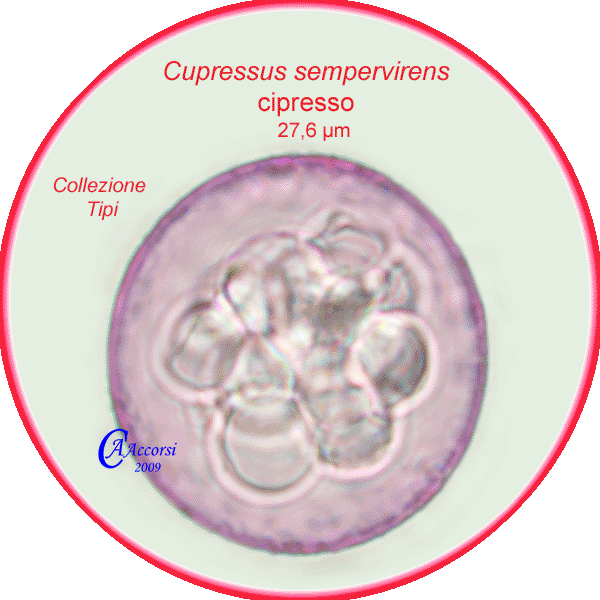 Cupressus-sempervirens-cipresso-Italian-Cypress-Polline-Pollen-Tipi-di-Riferimento-"Freschi"-Pollenflora-MORFOpalinologia-Foto-Accorsi-600px