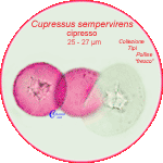 Cupressus-sempervirens-cipresso-Italian-Cypress-split--Polline-Pollen-Tipi-di-Riferimento-"Freschi"-Pollenflora-MORFOpalinologia-Foto-Carla-Alberta-Accorsi-150px