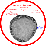 Nerium-oleander-oleandro-Oleander-Polline-Pollen-Tipi-di-Riferimento-Acetolizzati-Pollenflora-MORFOpalinologia-Foto-Carla-Alberta-Accorsi-Foto1-150px