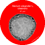Nerium-oleander-oleandro-Oleander-Polline-Pollen-Tipi-di-Riferimento-Acetolizzati-Pollenflora-MORFOpalinologia-Foto-Carla-Alberta-Accorsi-Foto2-150px