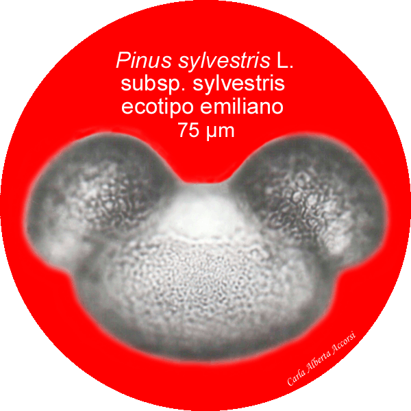 Pinus-sylvestris-subsp-sylvestris-ecotipo-emiliano-Polline-Pollen-Tipi-di-Riferimento-acetolizzati-Pollenflora-MORFOpalinologia-Foto-Carla-Alberta-Accorsi-Foto2-600px