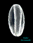 Retama-raetam-ginestra-retama-White-Broom-Polline-Pollen-Tipi-di-Riferimento-Acetolizzati-Pollenflora-MORFOpalinologia-Foto-Walter-De-Leonardis-Foto1-150px