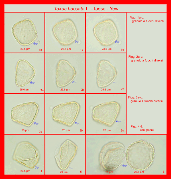 Taxus-baccata-tasso-Yew-Polline-Pollen-Tipi-di-Riferimento-acetolizzati-Pollenflora-MORFOpalinologia-Foto-Accorsi-Pagina-Foto-600px