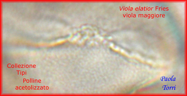 Viola-elatior-viola-maggiore-Polline-Pollen-Tipi-di-Riferimento-acetolizzati-Pollenflora-MORFOpalinologia-Foto-Paola-Torri-Foto4-600p