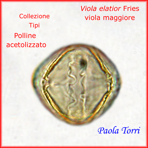 Viola-elatior-viola-maggiore-Polline-Pollen-Tipi-di-Riferimento-acetolizzati-Pollenflora-MORFOpalinologia-Foto-Paola-Torri-Foto3-600p