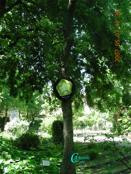 Alnus-ontano-Alders-Polline-Pollen-Disco-Polline-su-albero-Pollenflora-MUSEOpalinologia-Foto-Carla-Alberta-Accorsi-Foto1-600px