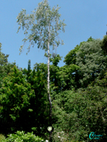 Betula-betulla-Birches-Polline-Pollen-Disco-Polline-su-albero-Pollenflora-MUSEOpalinologia-Foto-Carla-Alberta-Accorsi-150px