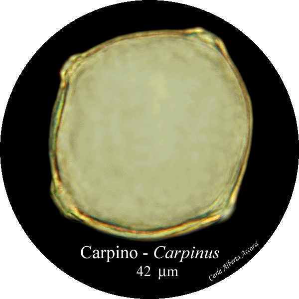 Carpinus-carpino-Hornbean-Polline-Pollen-Pollenflora-MUSEOpalinologia-Foto-Carla-Alberta-Accorsi-600px