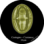 Castanea-castagno-Sweet-Chestnut-Polline-Pollen-Pollenflora-MUSEOpalinologia-Foto-Carla-Aberta-Accorsi-150px