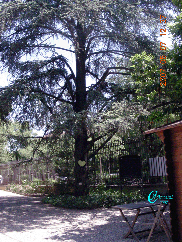 Cedrus-cedro-Cedars-Polline-Pollen-Disco-Polline-su-albero-Pollenflora-MUSEOpalinologia-Foto-Carla-Alberta-Accorsi-Foto1-600px