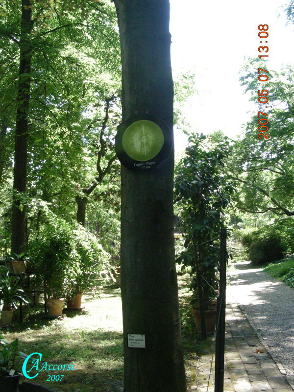 Fagus-faggio-Beech-Polline-Pollen-Disco-Polline-su-albero-Pollenflora-MUSEOpalinologia-Foto-Carla-Alberta-Accorsi-600px