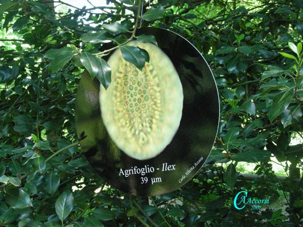 Ilex-agrifoglio-Hollies-Polline-Pollen-Disco-Polline-su-pianta-Pollenflora-MUSEOpalinologia-Foto-Carla-Alberta-Accorsi-Foto2-600px