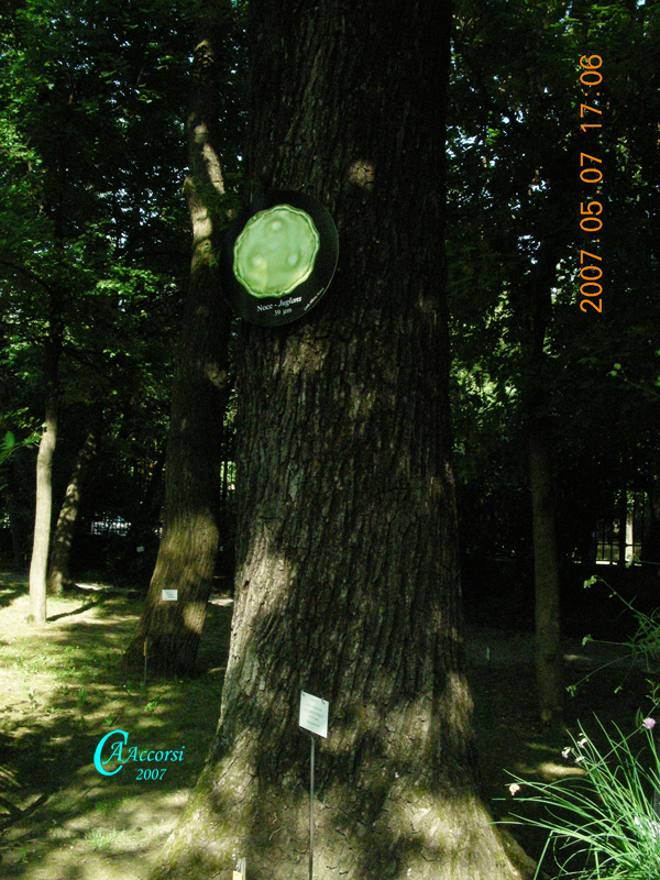 Juglans-noce-Walnut-Polline-Pollen-Disco-Polline-su-albero-Pollenflora-MUSEOpalinologia-Foto-Carla-Alberta-Accorsi-Foto2-600px