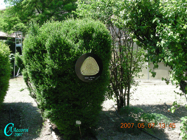 Myrtus-mirto-Mirtle-Polline-Pollen-Disco-Polline-su-pianta-Pollenflora-MUSEOpalinologia-Foto-Carla-Alberta-Accorsi-Foto2-600px