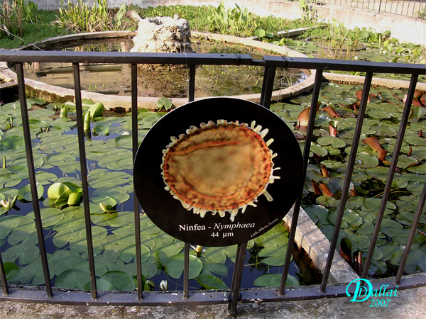 Nymphaea-ninfea-White-Water-lilies-Polline-Pollen-Disco-Polline-presso-pianta-Pollenflora-MUSEOpalinologia-Foto-Daniele-Dallai-600px