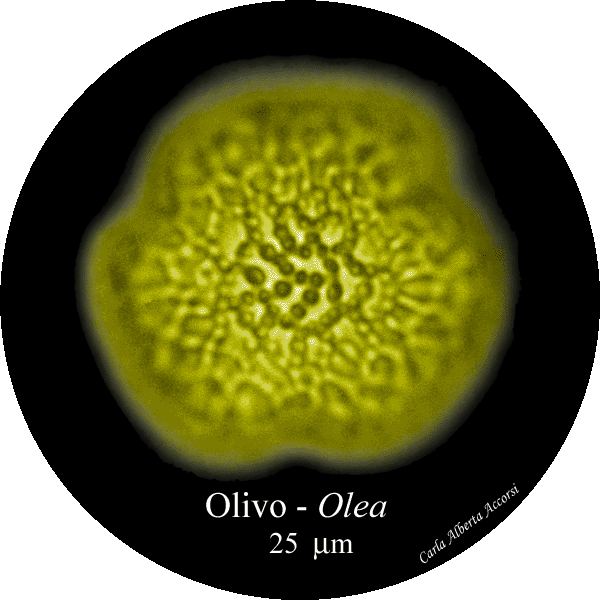 Olea-olvo-Olive-Polline-Pollen-Disco-polline-Pollenflora-MUSEOpalinologia-Foto-Carla-Alberta-Accorsi-600px