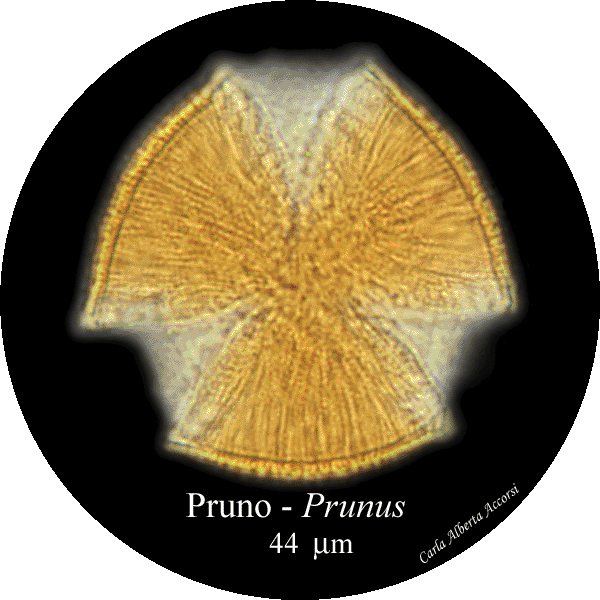 Prunus-pruno-Cherries-Polline-Pollen-Disco-polline-Pollenflora-MUSEOpalinologia-Foto-Carla-Alberta-Accorsi-600px