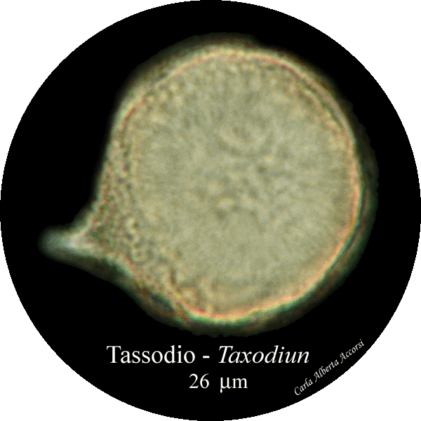 Taxodium-tassodio-Bald-Cypress-Polline-Pollen-Disco-polline-Pollenflora-MUSEOpalinologia-Foto-Carla-Alberta-Accorsi-600px
