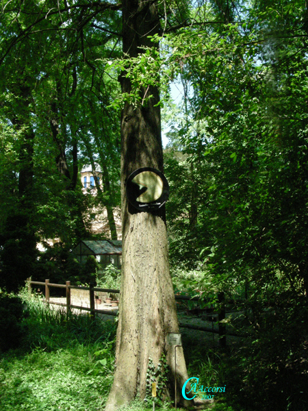 Taxodium-tassodio-Bald-Cypress-Polline-Pollen-Disco-Polline-su-albero-Pollenflora-MUSEOpalinologia-Foto-Carla-Alberta-Accorsi-600px