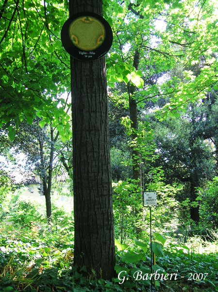 Tilia-tiglio-Limes-Polline-Pollen-Disco-Polline-su-albero-Pollenflora-MUSEOpalinologia-Foto-Giovanna-Barbieri-Foto1-600px