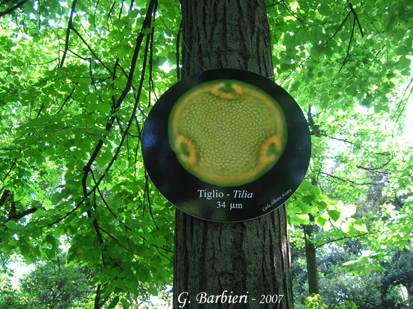 Tilia-tiglio-Limes-Polline-Pollen-Disco-Polline-su-albero-Pollenflora-MUSEOpalinologia-Foto-Giovanna-Barbieri-Foto2-600px