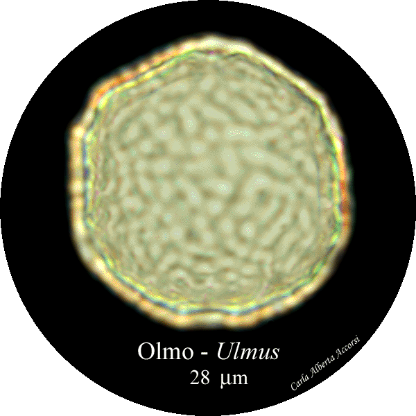 Ulmus-olmo-Elms-Polline-Pollen-Disco-polline-Pollenflora-MUSEOpalinologia-Foto-Carla-Alberta-Accorsi-600px